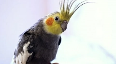 Hogyan kell összekapcsolni egy parrot corella-t